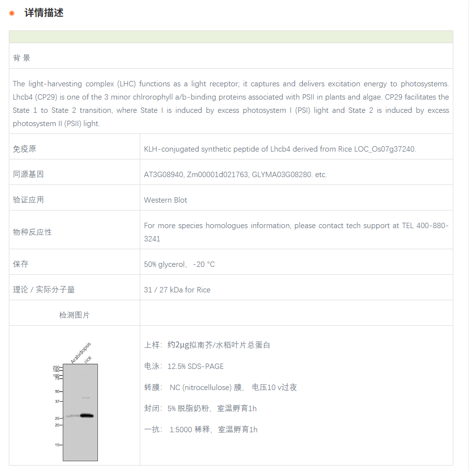 【植物抗体】Anti-Lhcb4 / Lhcb4 prote