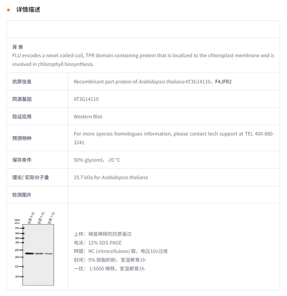 【植物抗体】Anti-FLU/ Tetratricopept