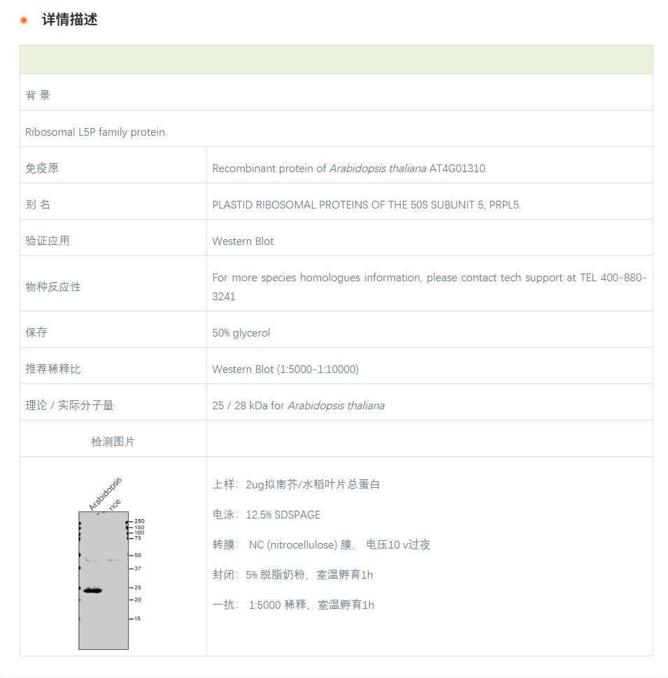 【植物抗体】Anti-RPL5 / chloroplast 