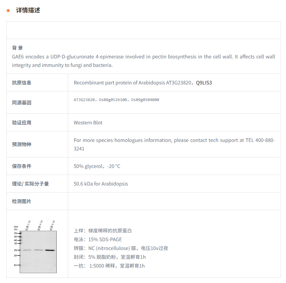 【植物抗体】Anti-GAE6/ UDP-glucurona