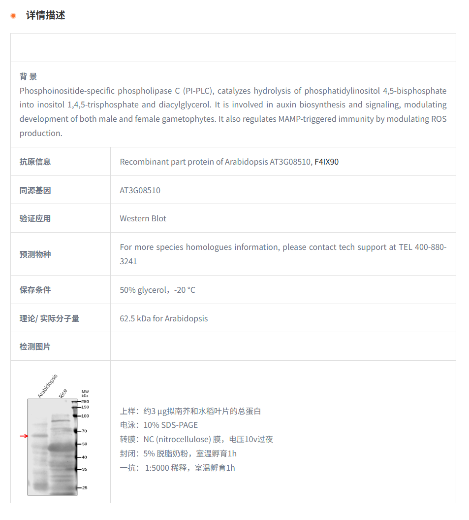 【植物抗体】Anti-PLC2/ Phosphoinosit