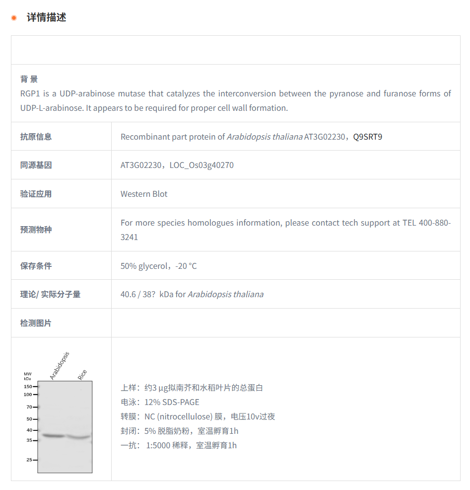 【植物抗体】Anti-RGP1/ UDP-arabinopy