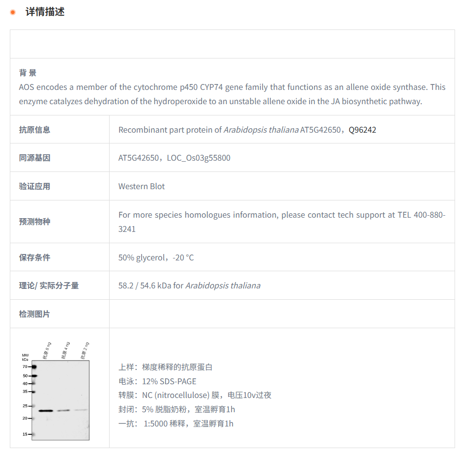 【植物抗体】Anti-CYP74A/AOS/ Allene 