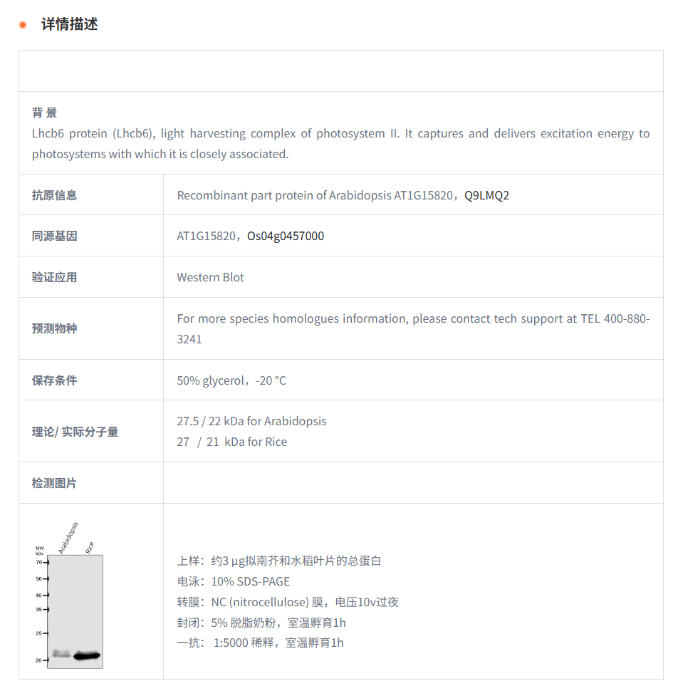 【植物抗体】Anti-Lhcb6/CP24/ Chlorop