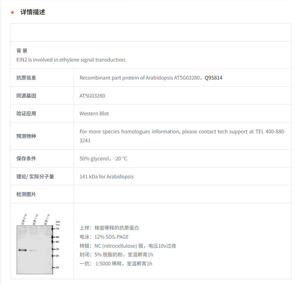 【植物抗体】Anti-EIN2/ Ethylene-inse