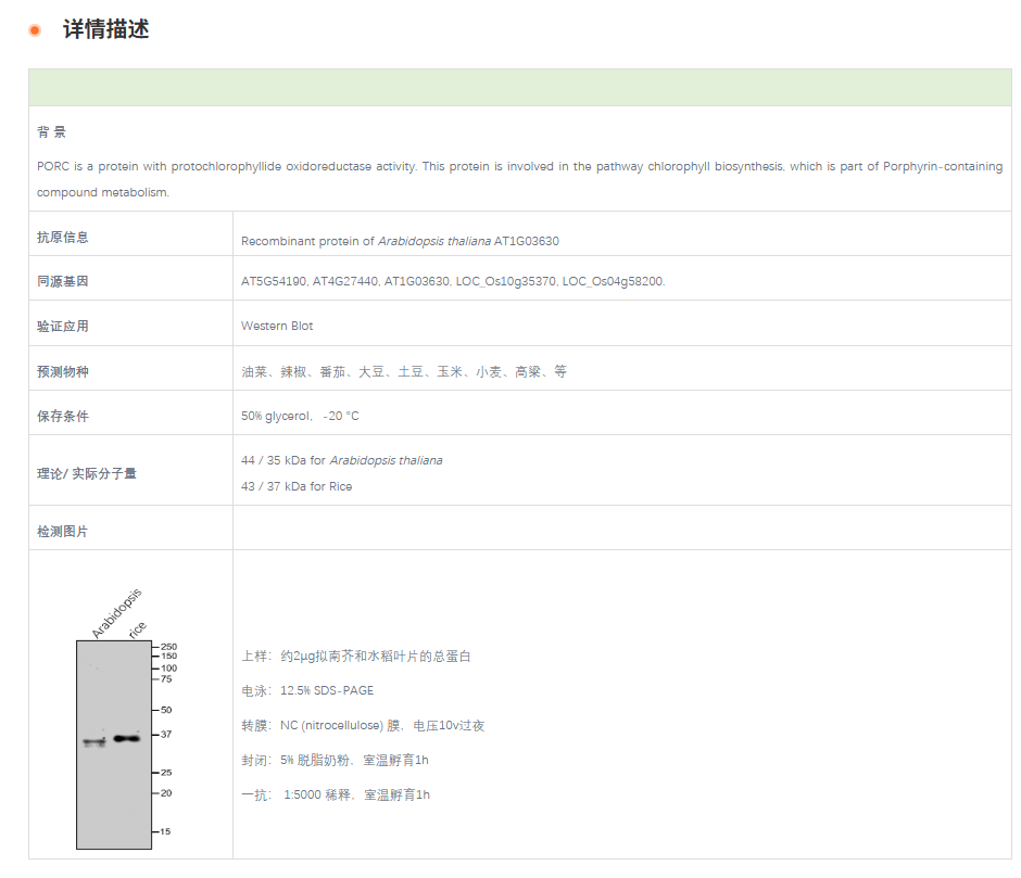 【植物抗体】Anti-PORC / Protochlorop