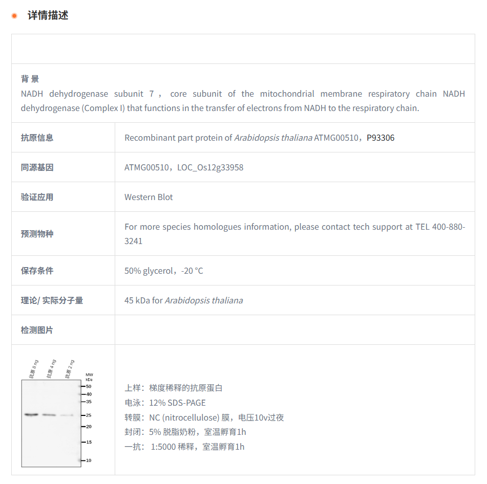 【植物抗体】Anti-NAD7/ NADH dehydrog