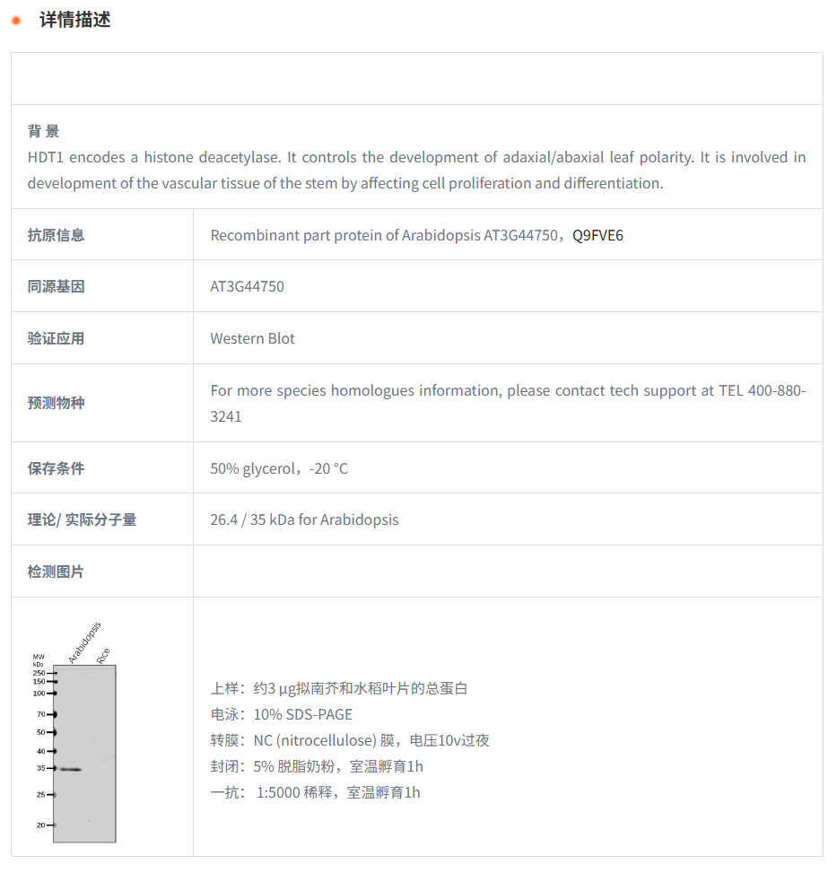 【植物抗体】Anti-HDT1/ Histone deace