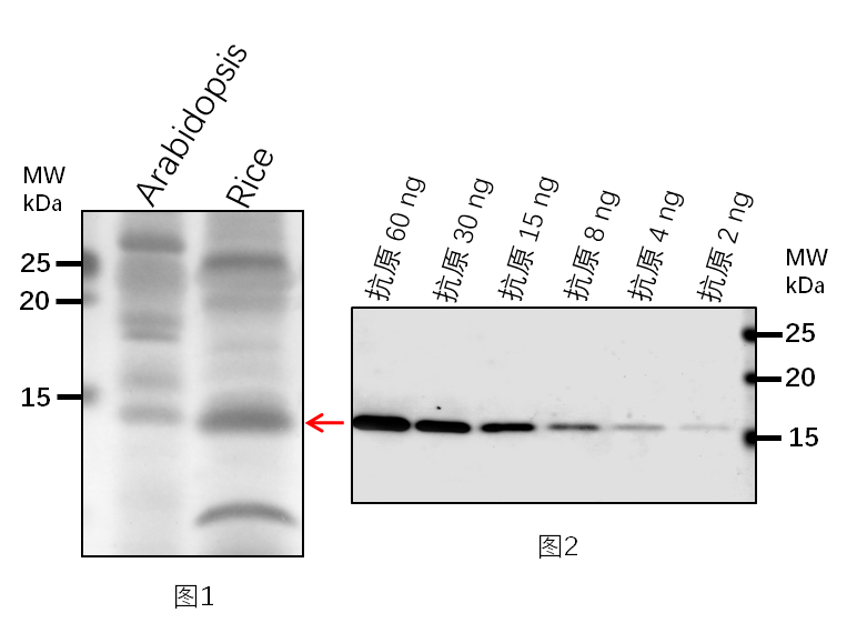 Anti-FRO1/ NADH dehydrogenase [ubiquinone] iron-sulfur prote