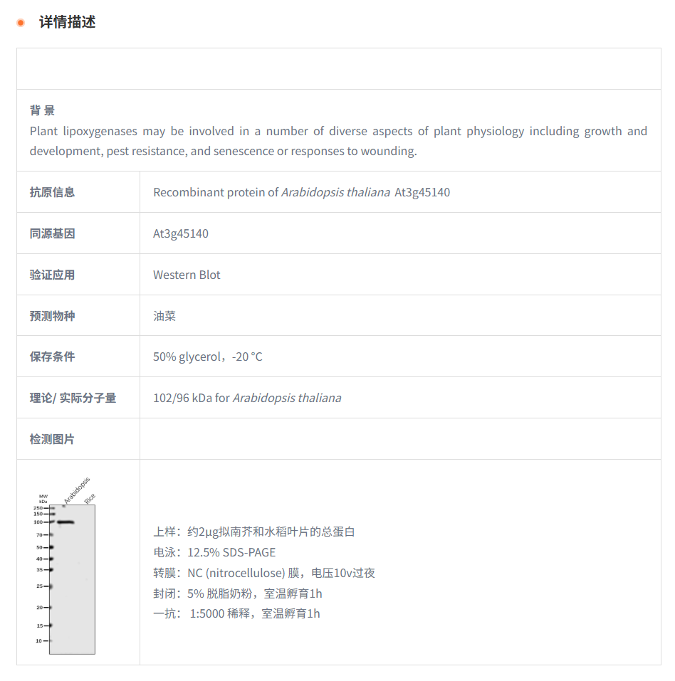【植物抗体】Anti-LOX2 / Lipoxygenase
