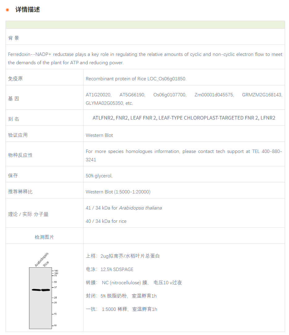 【植物抗体】Anti-LFNR2 /Ferredoxin--