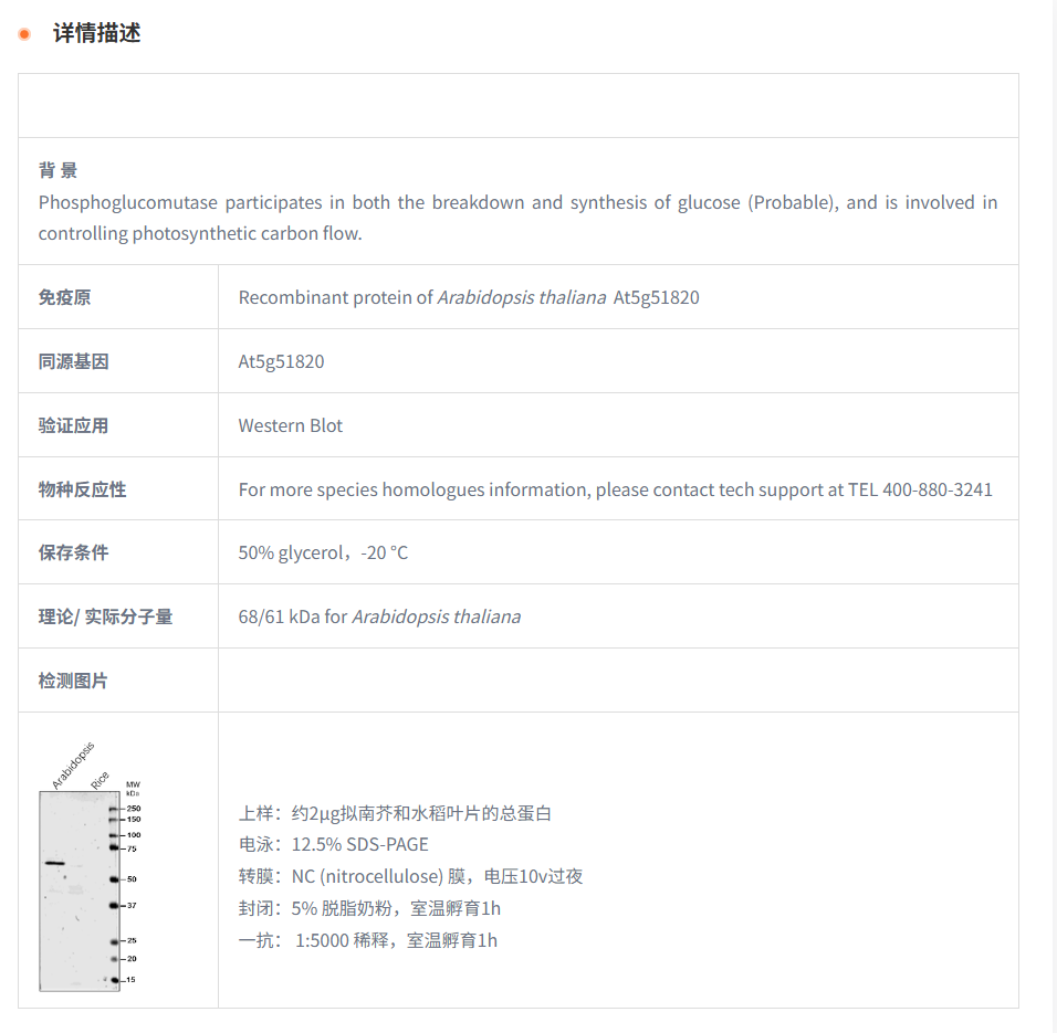【植物抗体】Anti-PGM / Phosphoglucom