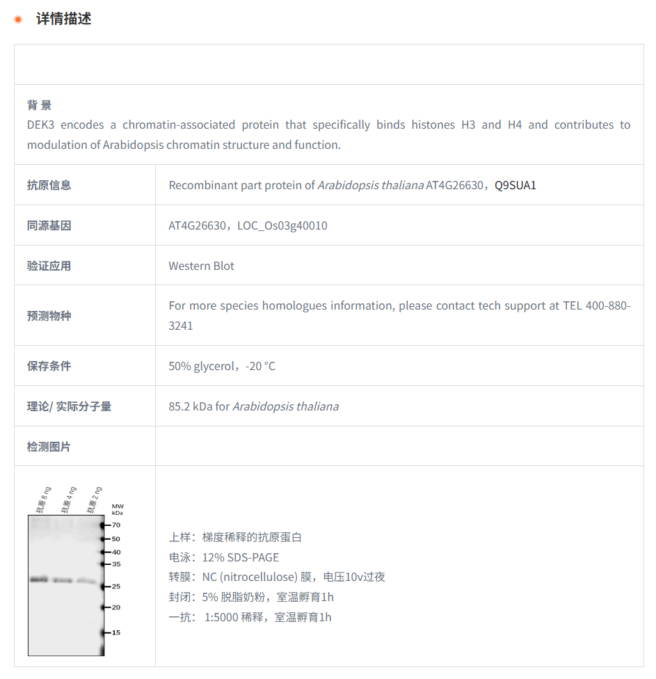【植物抗体】Anti-DEK3/ DEK domain-co
