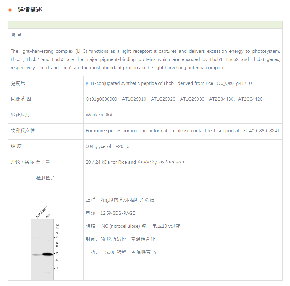 【植物抗体】Anti-Lhcb1 / Lhcb1 prote