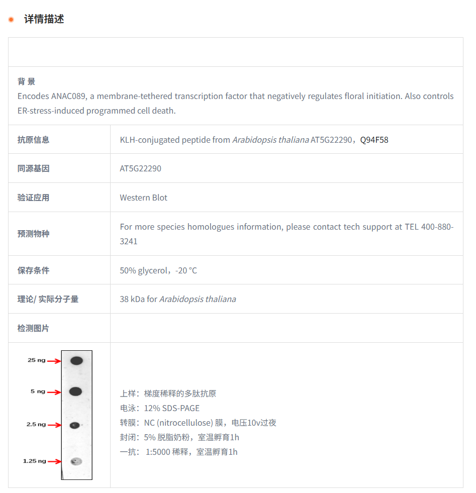 【植物抗体】Anti-NAC089/ NAC domain-