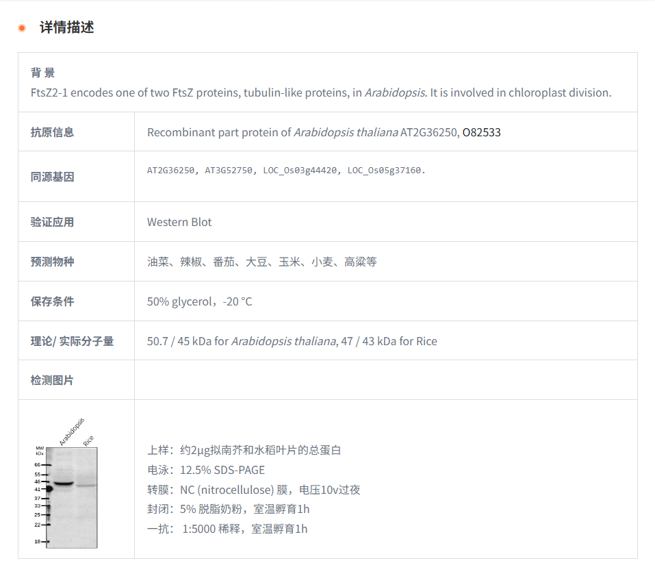 【植物抗体】Anti-FtsZ2 / Cell divisi