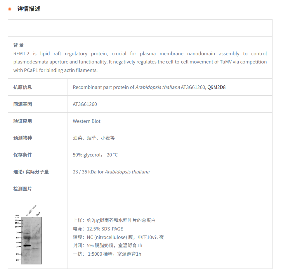 【植物抗体】Anti-REM1.2/ Uncharacter