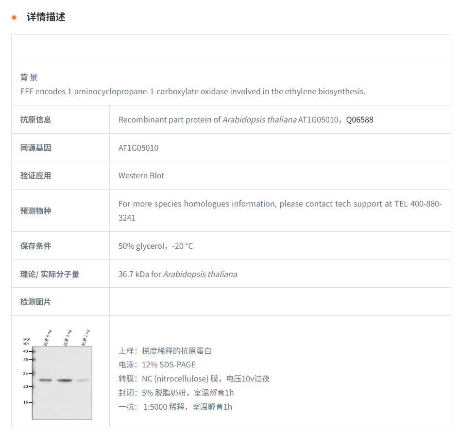 【植物抗体】Anti-EFE/ Ethylene-formi