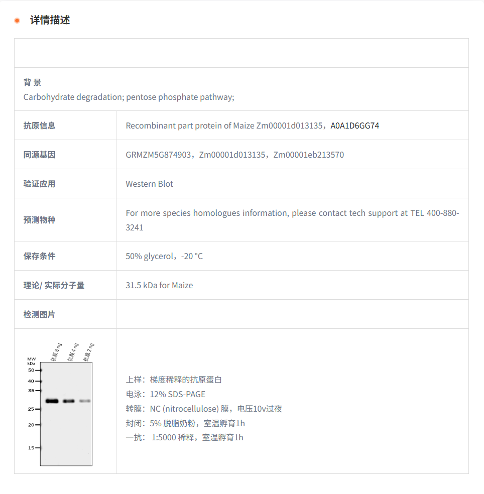 【植物抗体】Anti-Ribose-5-phosphate 
