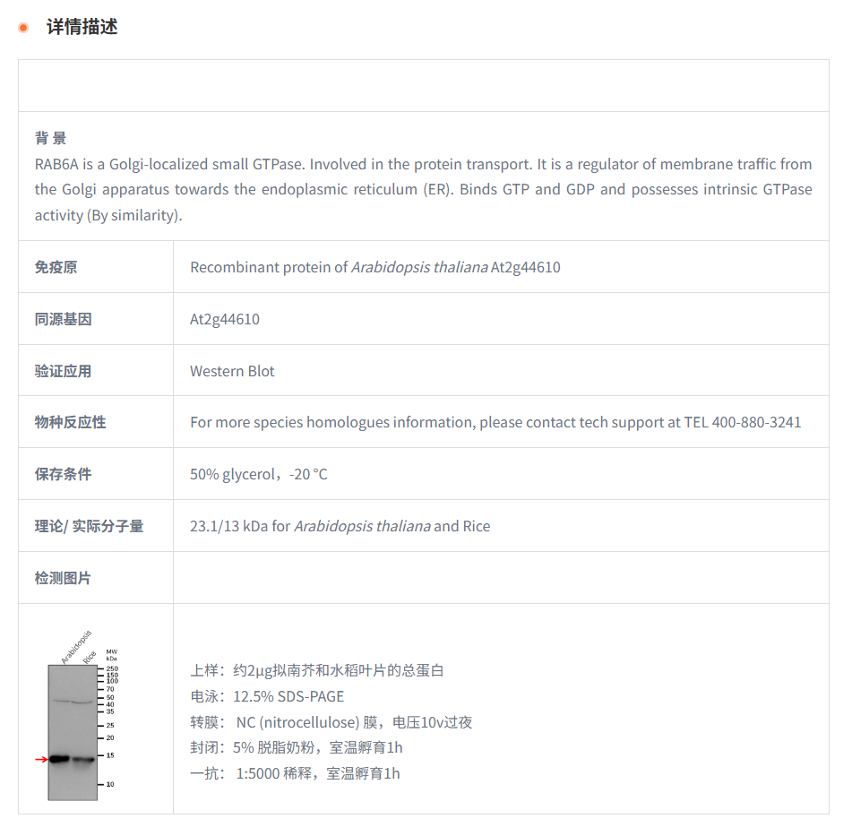 【植物抗体】Anti-RAB6A / Ras-related