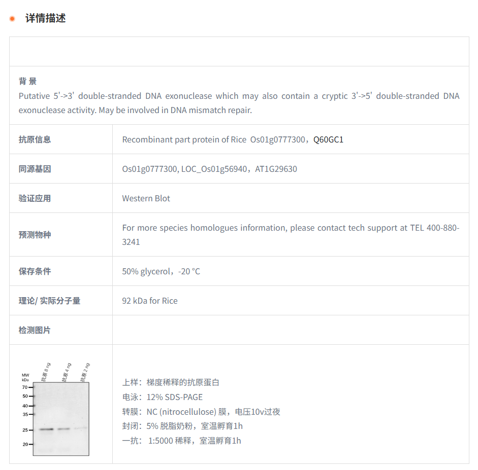 【植物抗体】Anti-EXO1/ Exonuclease 1