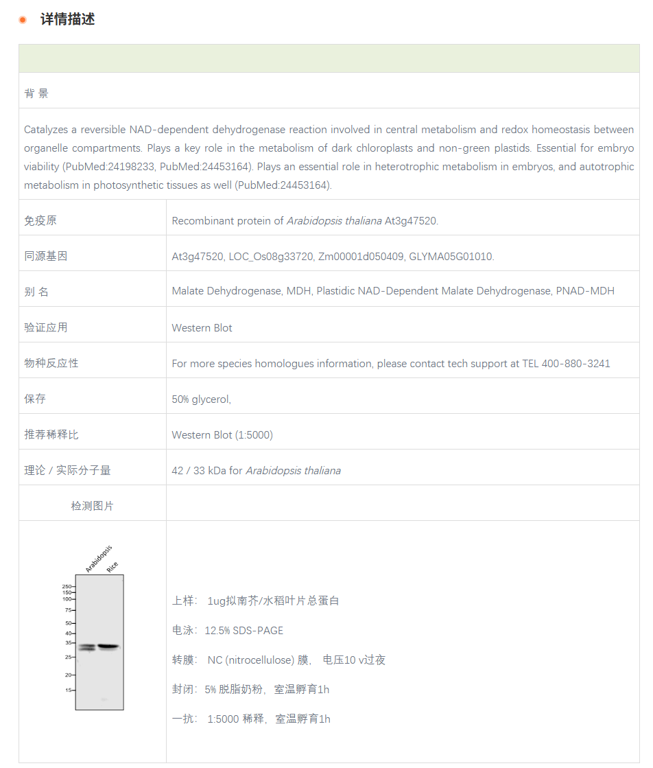 【植物抗体】Anti-MDH / Malate Dehydr