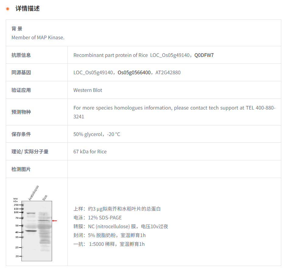 【植物抗体】Anti-MPK7/ Mitogen-activ