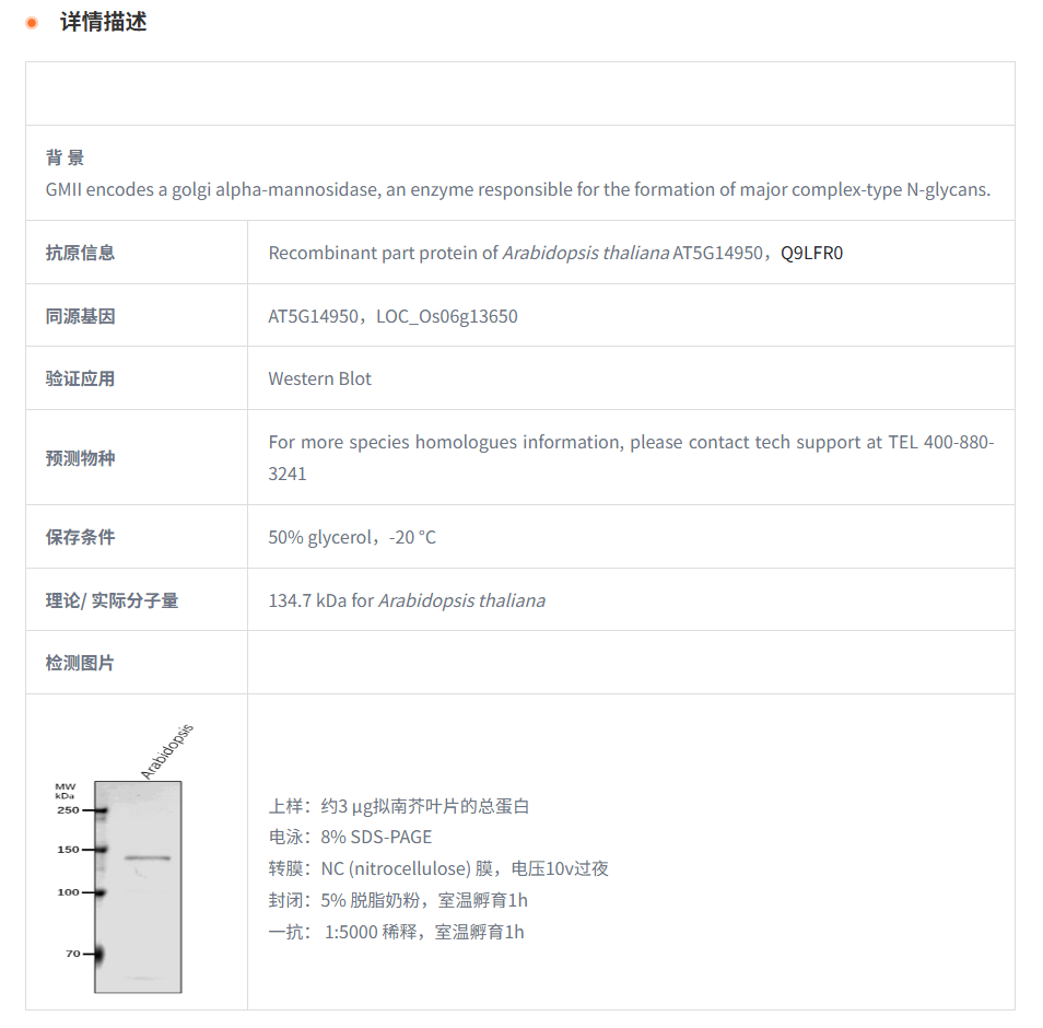 【植物抗体】Anti-GMII/ Alpha-mannosi