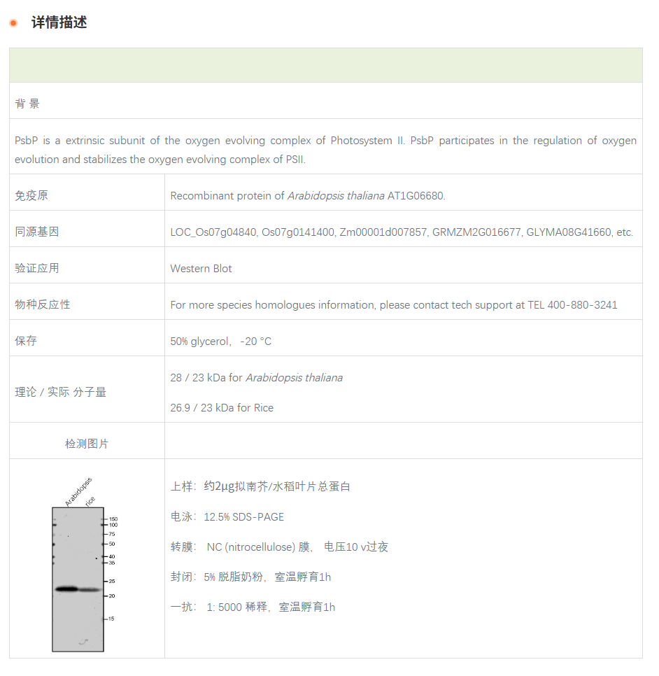 【植物抗体】Anti-PsbP / PsbP subunit