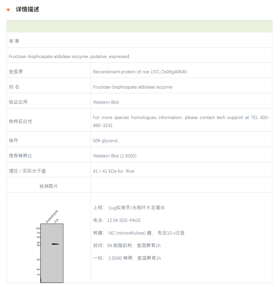 【植物抗体】Anti-FBA / Fructose-bisp