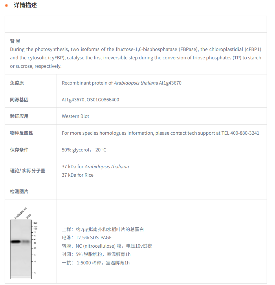 【植物抗体】Anti-FBPase / Fructose-1