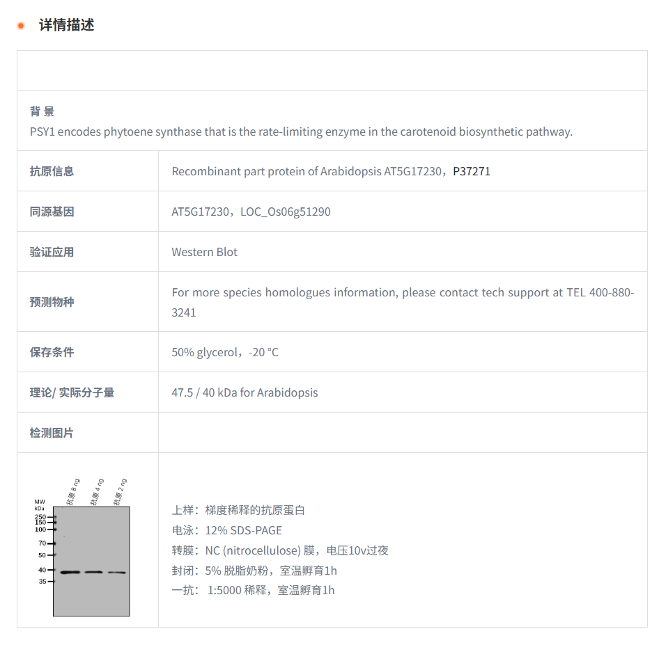 【植物抗体】Anti-PSY1/ Phytoene synt