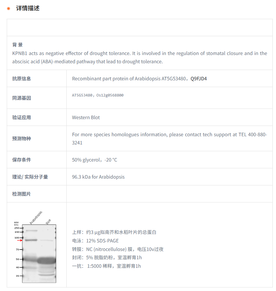 【植物抗体】Anti-KPNB1/ Importin sub
