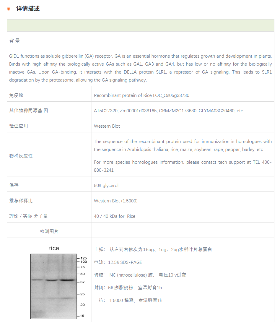【植物抗体】Anti-GID1 / Gibberellin