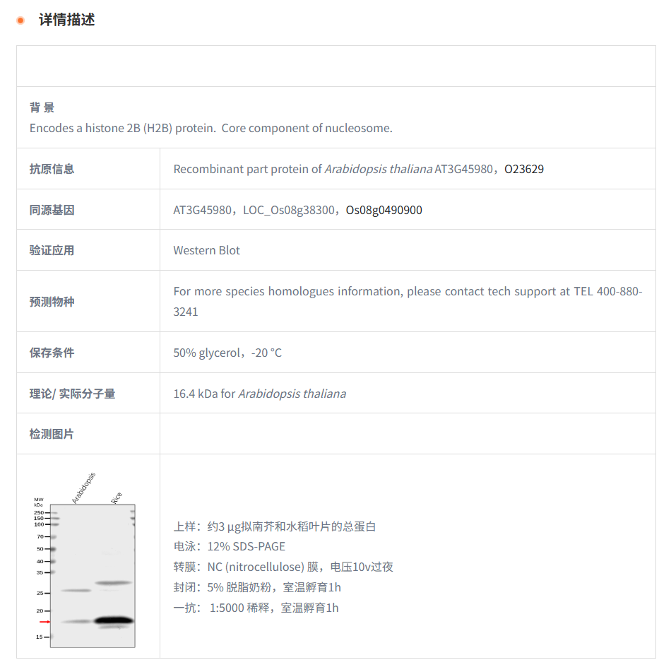 【植物抗体】Anti-H2B/ Histone H2B.6