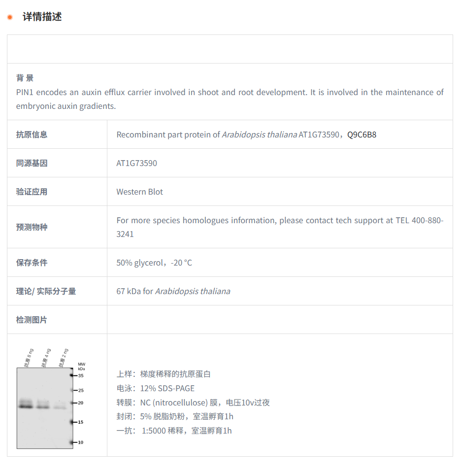【植物抗体】Anti-PIN1/ Auxin efflux 