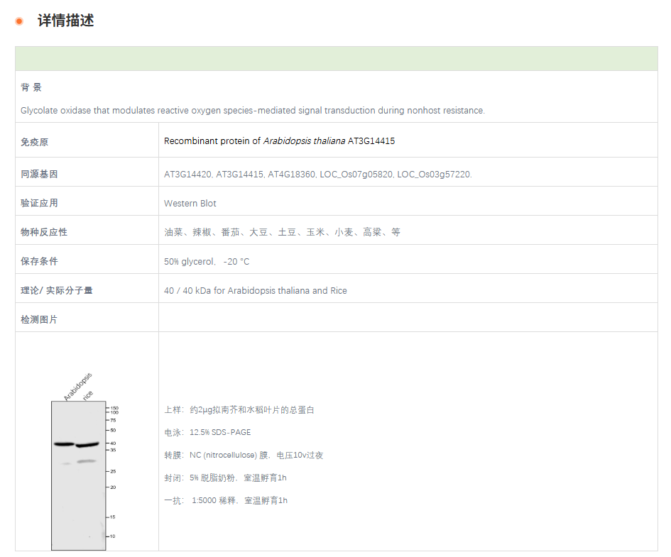 【植物抗体】Anti-GOX2 / Glycolate ox