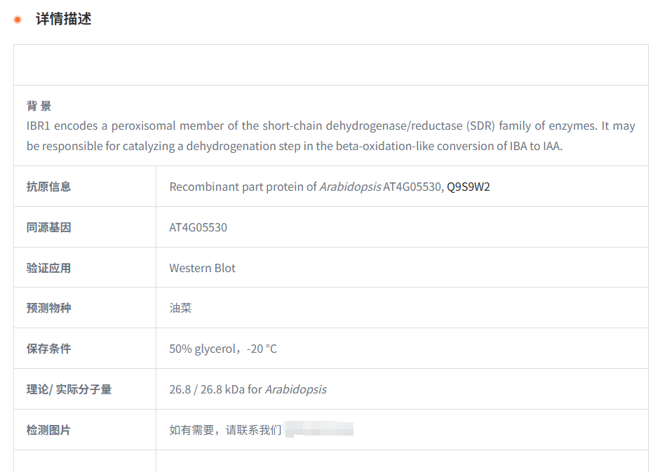 【植物抗体】Anti-IBR1/ Short-chain d