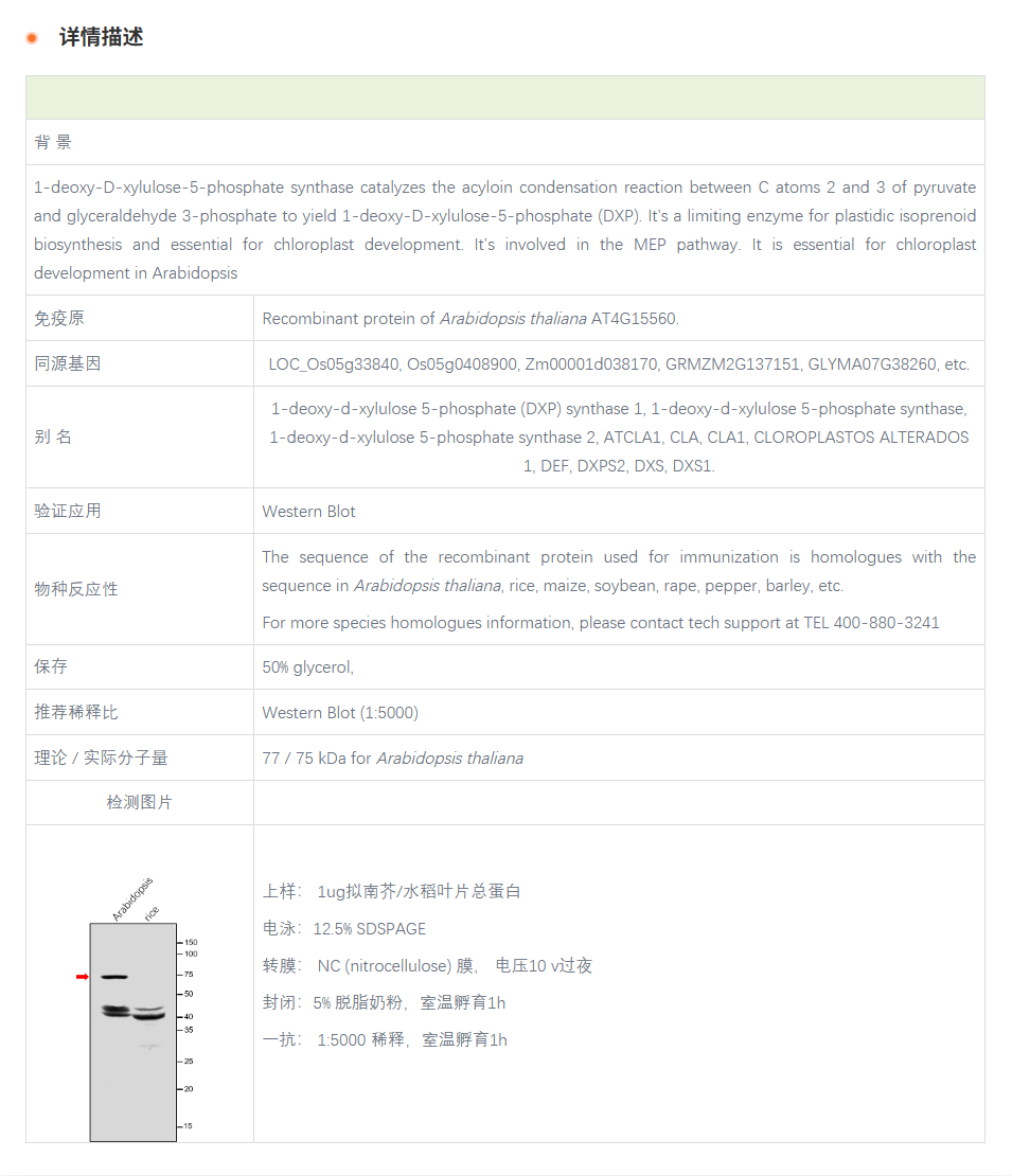【植物抗体】Anti-DXS / 1-Deoxy-D-xyl