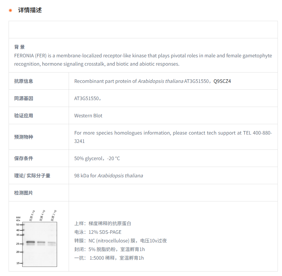 【植物抗体】Anti-FER/ Receptor-like 