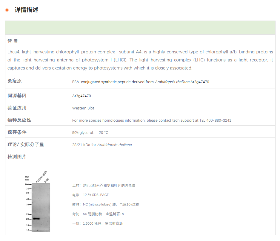 【植物抗体】Anti-Lhca4 / Lhca4 prote