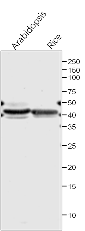 Anti-GS2/Glutamine synthetase rabbit antibody