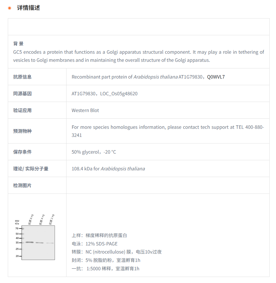 【植物抗体】Anti-GC5/ Golgin candida