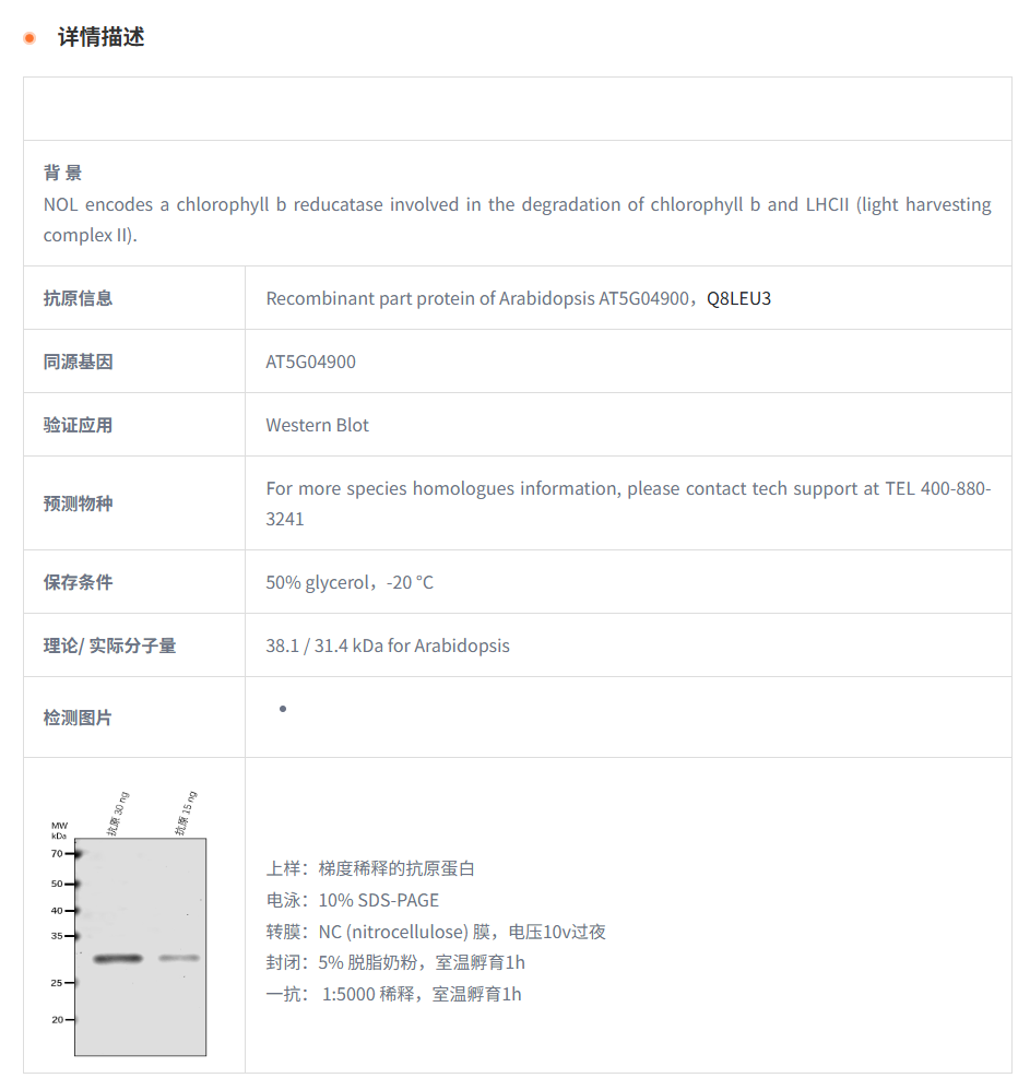 【植物抗体】Anti-NOL/ Chlorophyll(id