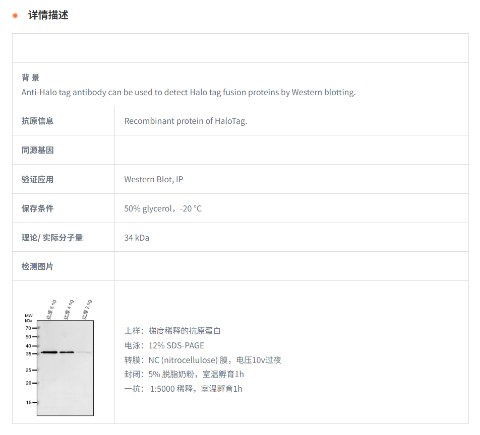 【植物抗体】Anti-HaloTag Antibody