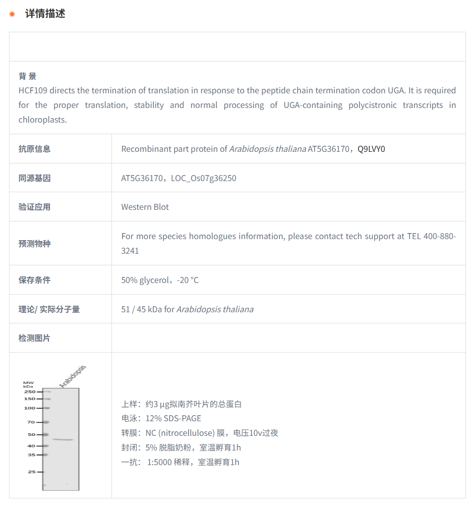 【植物抗体】Anti-HCF109/ Peptide cha