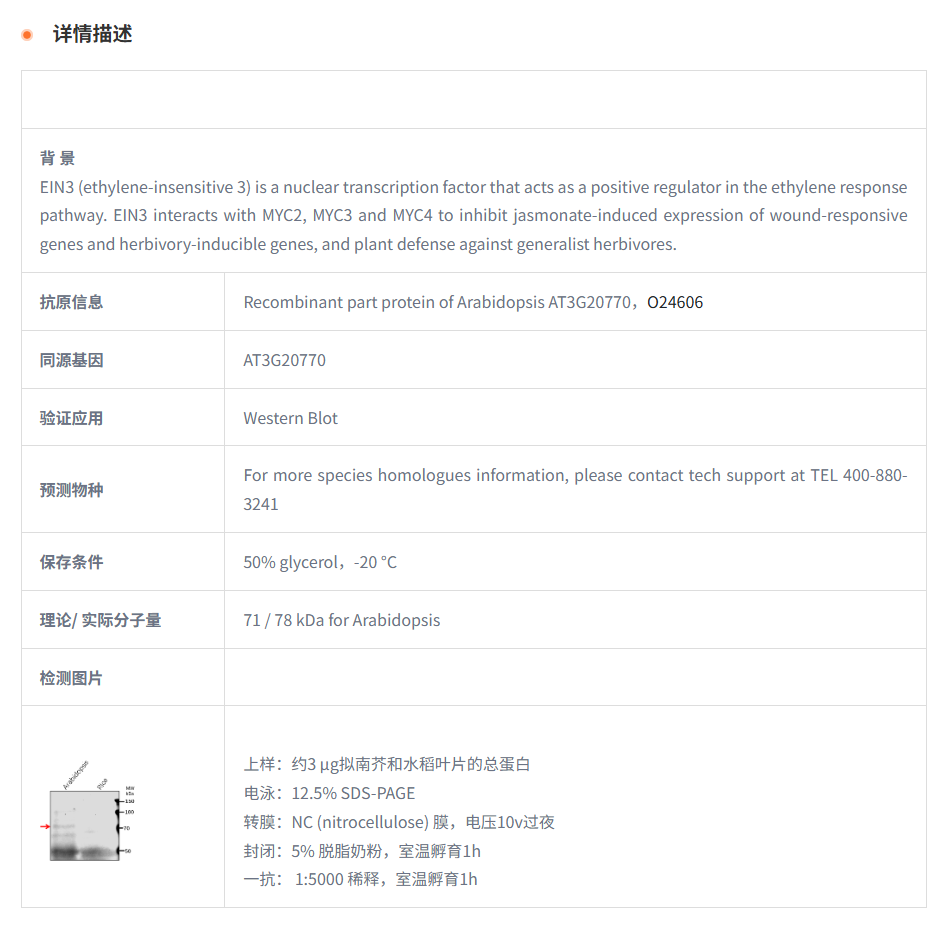 【植物抗体】Anti-EIN3/ Protein ETHYL