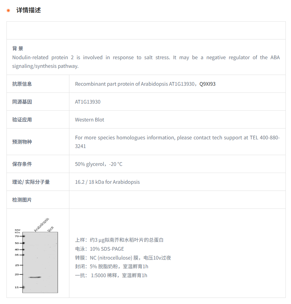 【植物抗体】Anti-Nodulin-related pro