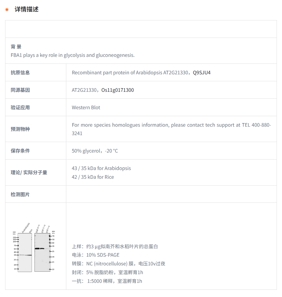 【植物抗体】Anti-FBA1/ Fructose-bisp