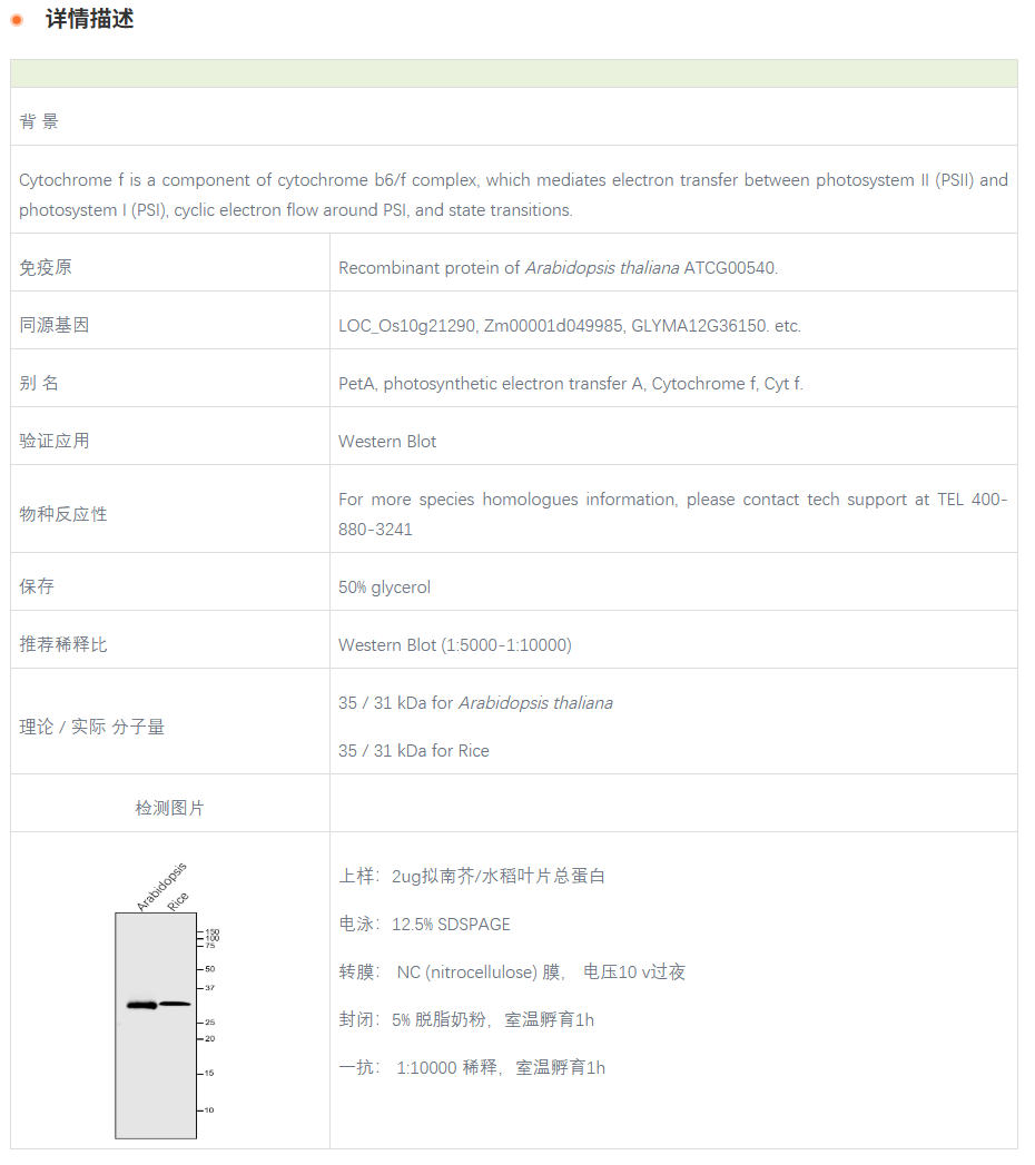 【植物抗体】Anti-Cyt f / PetA / Cyto